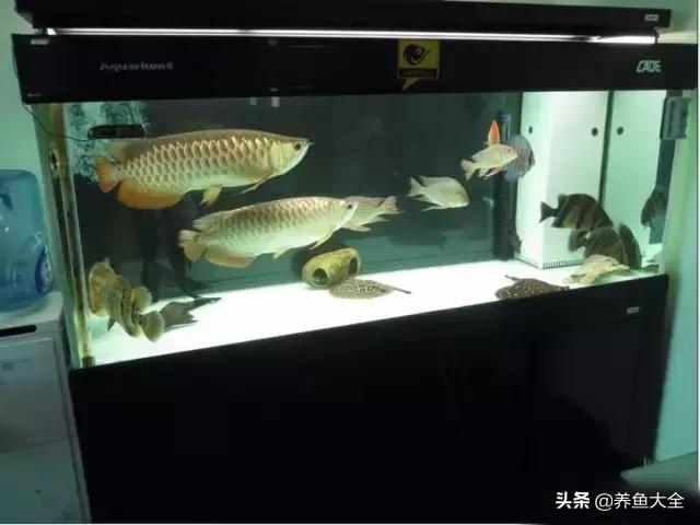 杩囨护绁炲櫒濂界墿鎺ㄨ崘,楸肩几杩囨护骞茶揣璁茶В