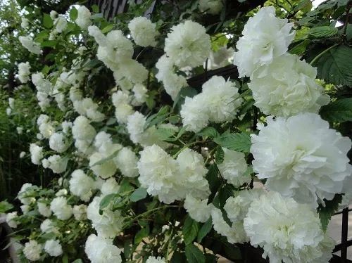 养花人最值得养的十二种花，一种花一种风华，你家养了几种？