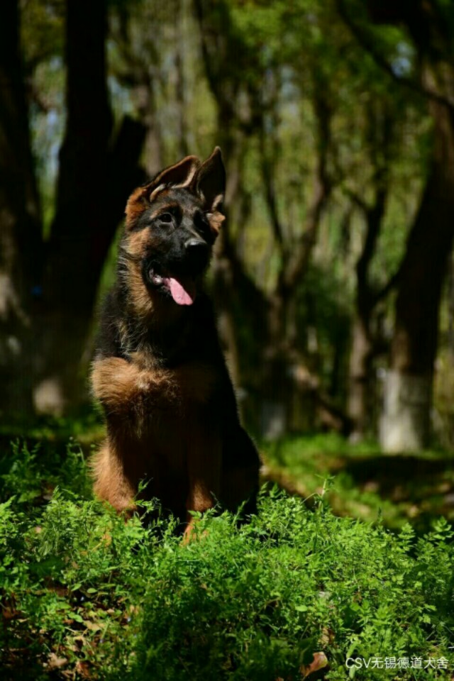 德国牧羊犬图片霸气大全集,德国牧羊犬图片精品