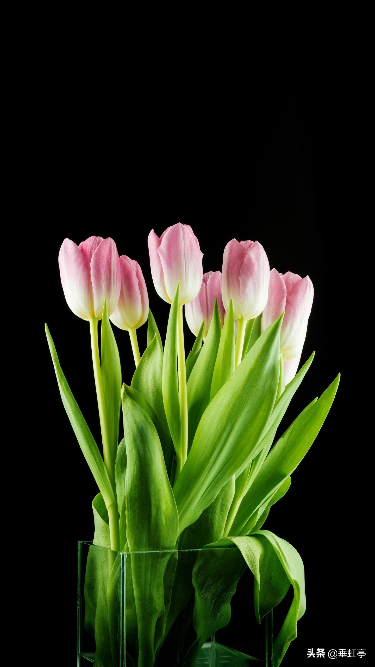 春日偶成宋程颢表达的情感,程颢春日偶成讲解赏析