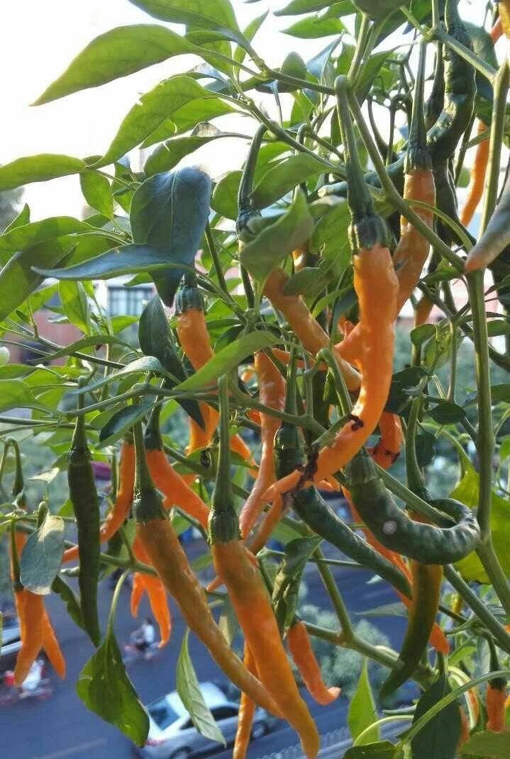 春天种什么蔬菜最简单好吃,春天种什么蔬菜最合适盆栽