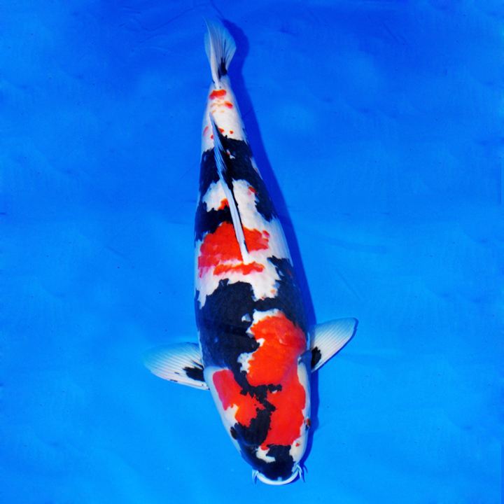 锦鲤收鳍趴缸拒食,观赏鱼锦鲤为什么沉底不游