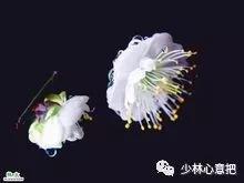 动物中药功效大全,中药药材大全及功效