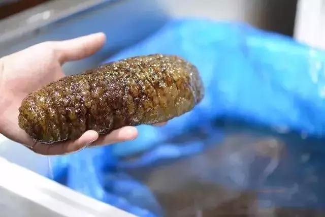 海参界最好的海参,海参物种科普