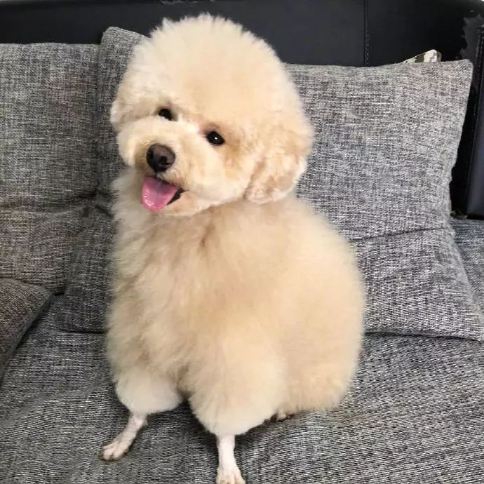 时尚前沿的“贵宾咩咩装”，到底是羊还是狗啊？