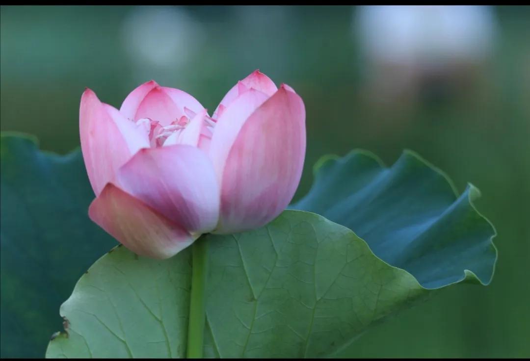 我和我的母亲——谨以此文献给曾经是老知青的母亲