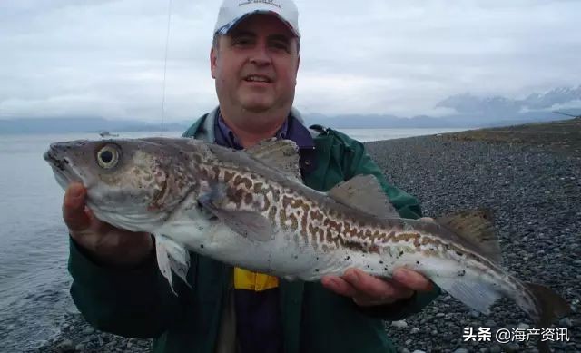 真鳕鱼科普,真鳕银鳕黑鳕鱼