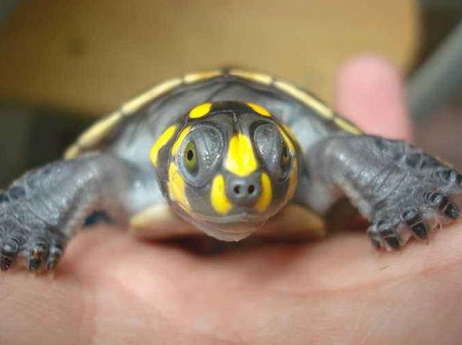 黄头龟在鱼缸里怎么晒背,鱼缸养黄头龟可以不晒台吗