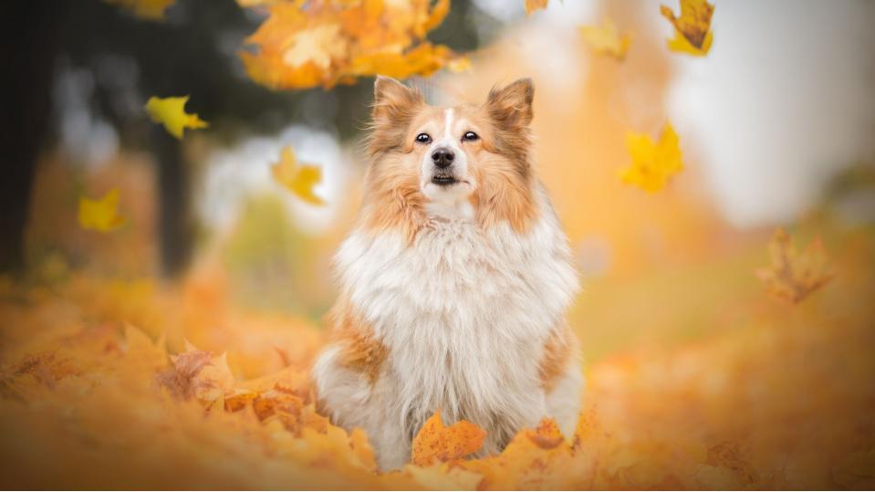 镜头拍摄的专业术语,摄影过程特写镜头