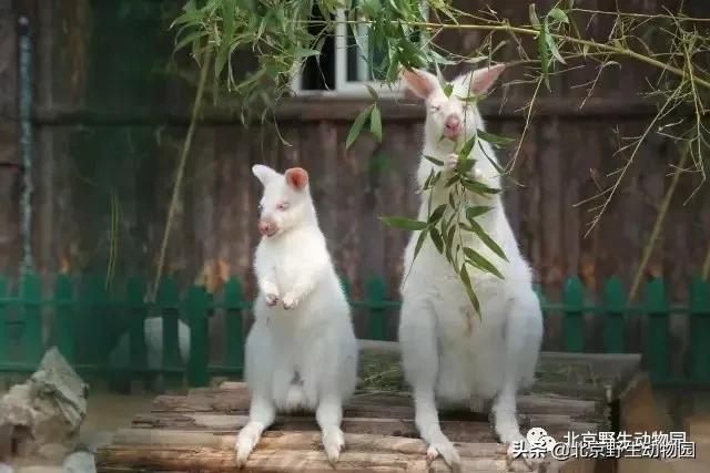 袋鼠摇手完整,袋鼠摇手是指定动作吗