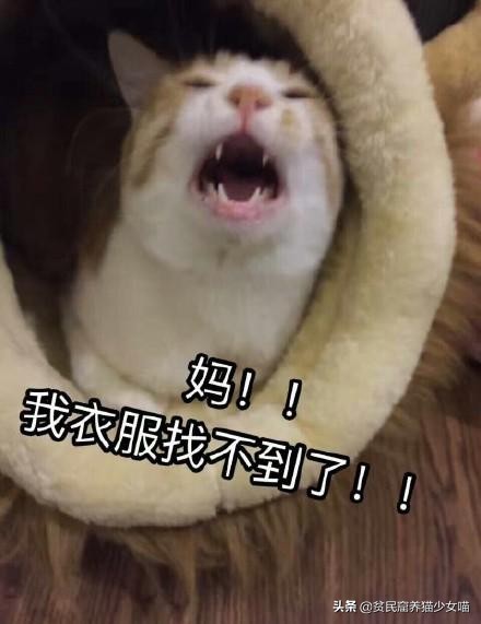 辟谣宠物猫,辟谣猫咪真的会记仇吗