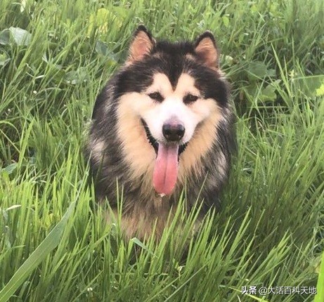 雪橇三傻很聪明,雪橇三傻十分的可爱