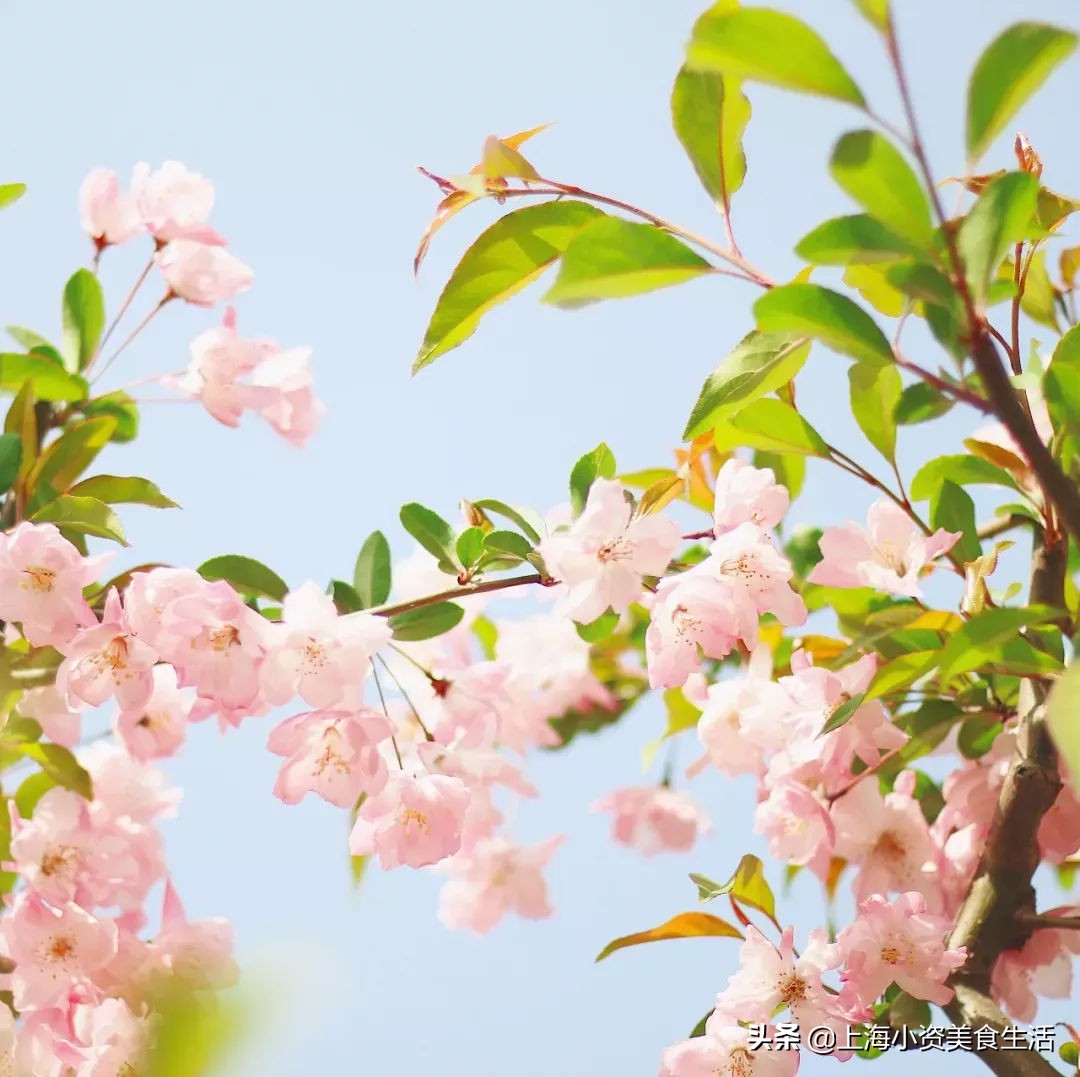 顾村公园一年一度赏樱,顾村公园赏樱点