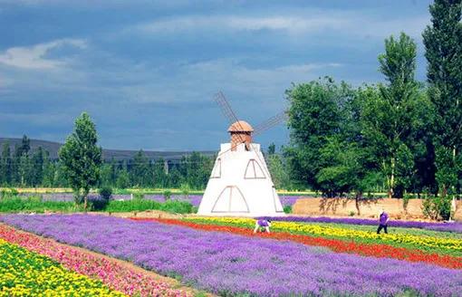 伊犁最美薰衣草在哪里啊,伊犁薰衣草花海全面绽放