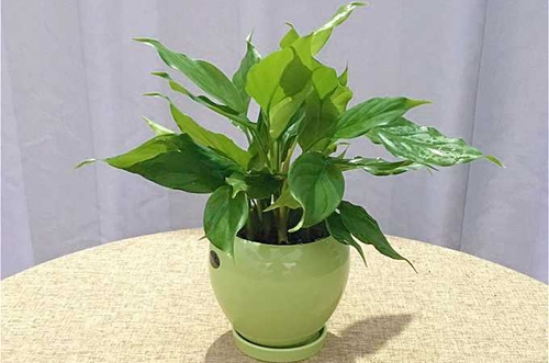 万年青养护的正确方法,万年青怎么护理