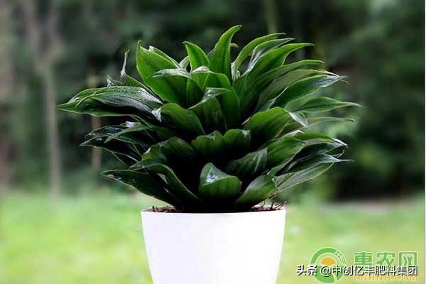 巴西铁树苗水培方法和注意事项,巴西螺纹铁树怎么养