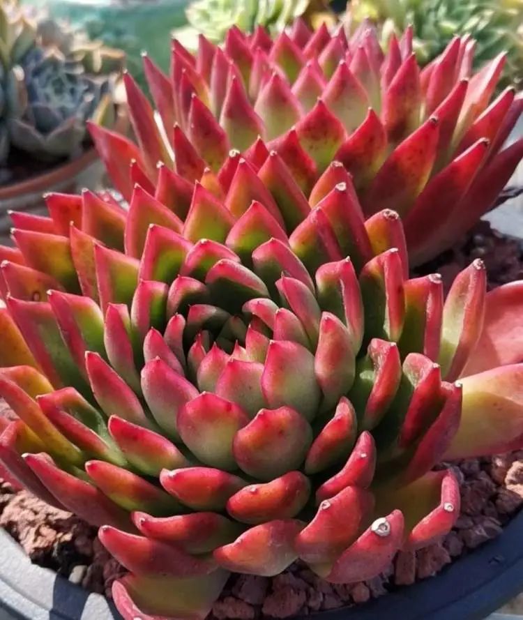 养多肉植物修身养性,多肉的习性和日常养护方法