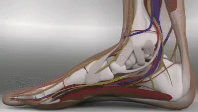 踝关节扭伤注意事项有哪些,踝关节轻微扭伤也会再次扭伤吗
