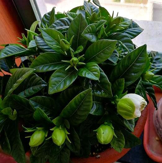 栀子花黄叶是什么原因如何解决,栀子花黄叶是什么原因如何处理