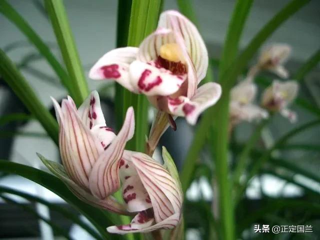 为什么兰花被称为国兰,为什么兰花又叫国兰