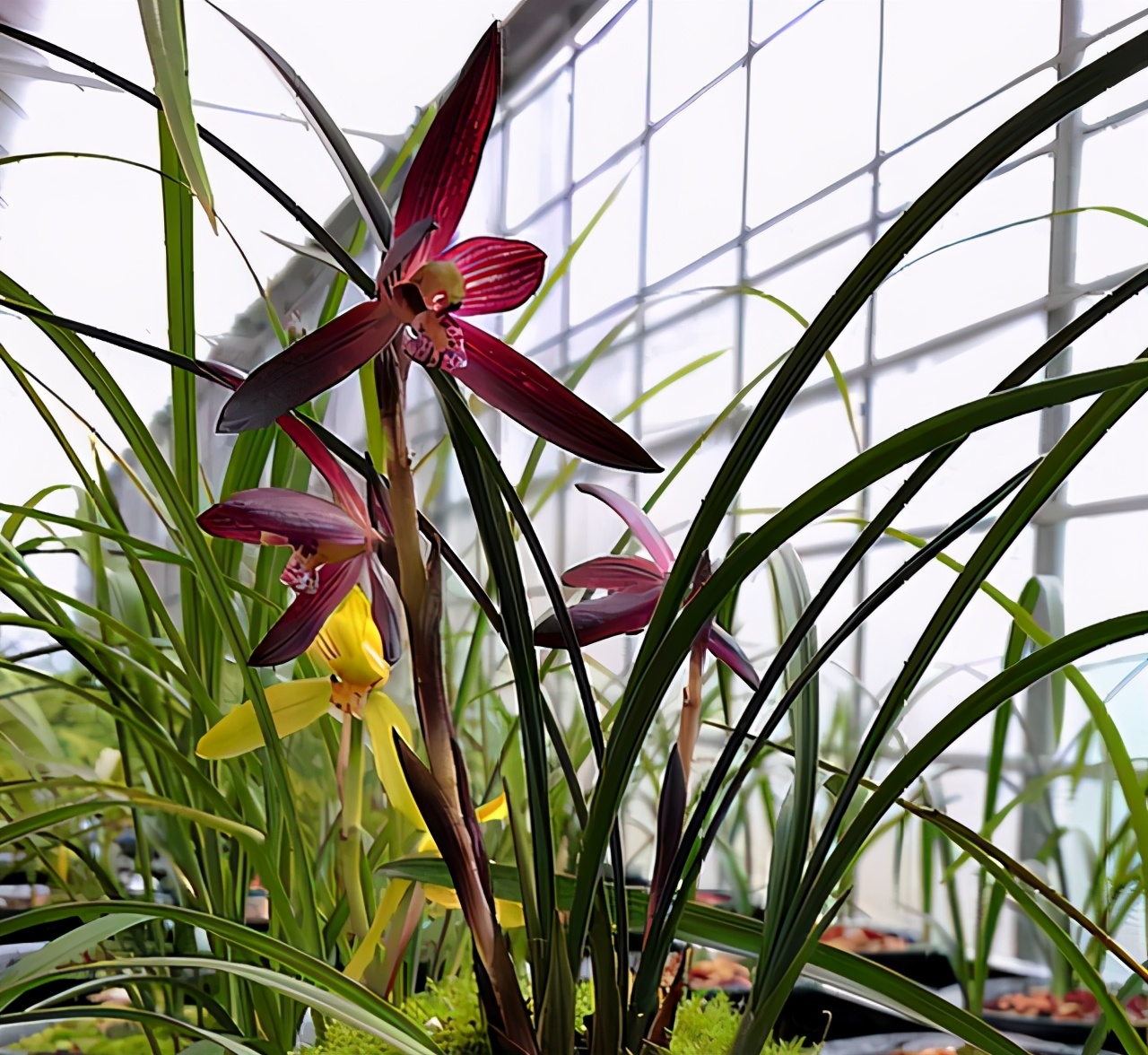 兰花品种大全莲瓣兰,兰花品种大全独脚兰