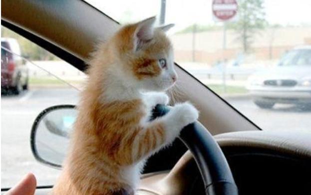 带猫咪长途自驾游回家准备什么,带猫咪回老家开车要准备什么