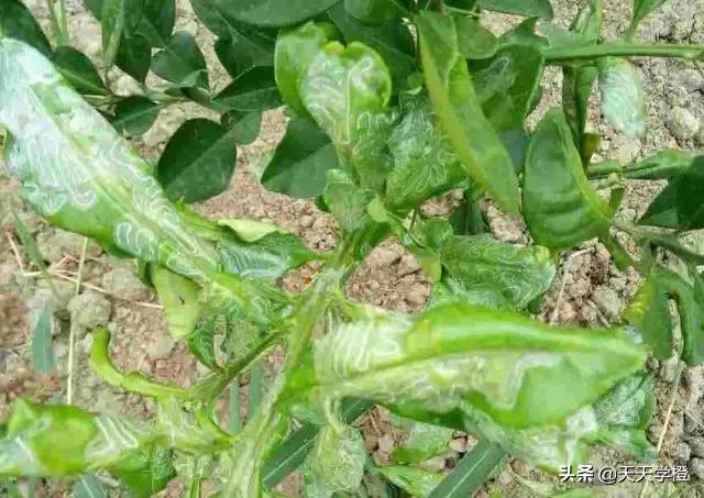 柑橘潜叶蛾的危害症状及防治措施,柑橘潜叶蛾防治最佳方法