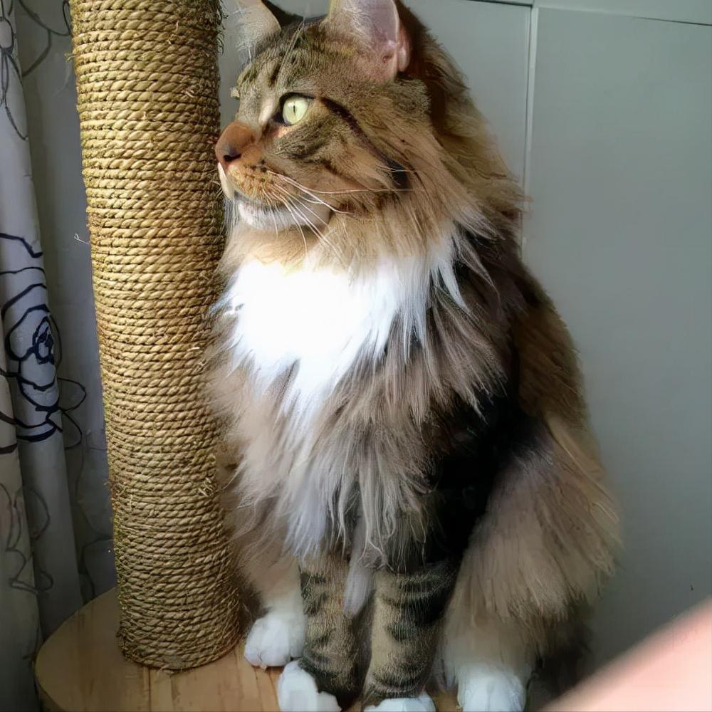 缅因库恩猫和缅因猫区别在哪里,猫咪鉴赏直播