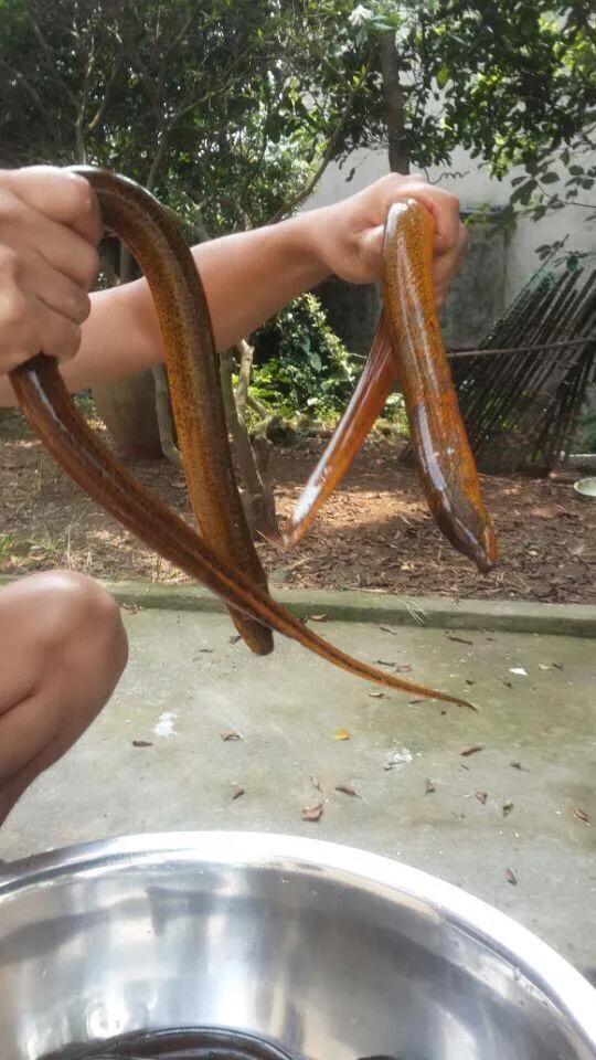 为啥田里的泥鳅黄鳝越来越少了,为什么农村水田里的黄鳝越来越少