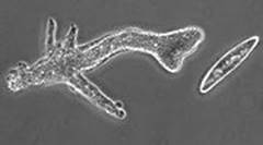 舌尖上的进化史:21亿年前的吃货细菌,最终演化成人类