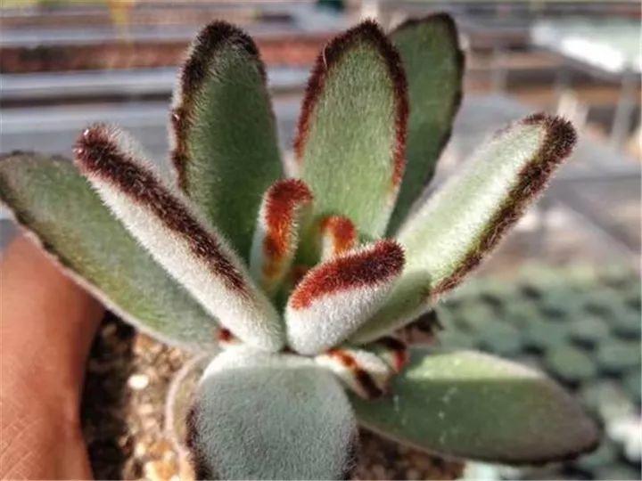 什么多肉夏天也可以继续生长,教你十大多肉养护技巧