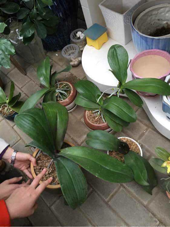 蝴蝶兰花开败了要扔掉吗,蝴蝶兰花谢了就扔