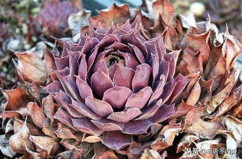 多肉植物为什么会烂,多肉植物为啥越养杆子越细