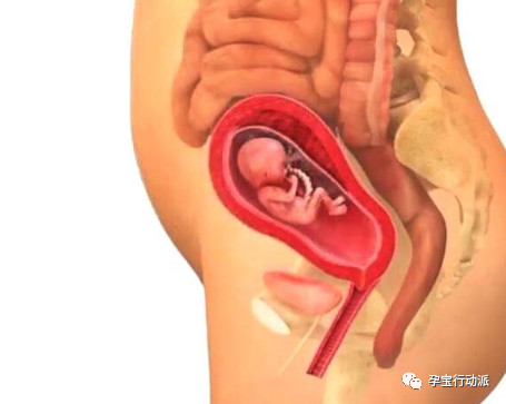 孕期记录18周,孕期周刊27周