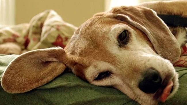 狗狗呕吐白色泡沫后又吐黄色粘液,狗狗吐了有什么方法治疗