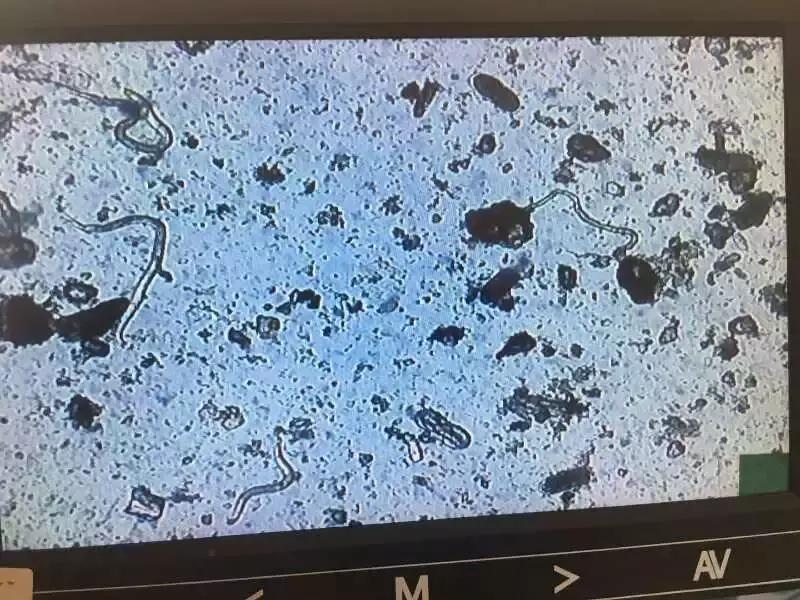 线虫对哪些作物有影响,作物线虫危害