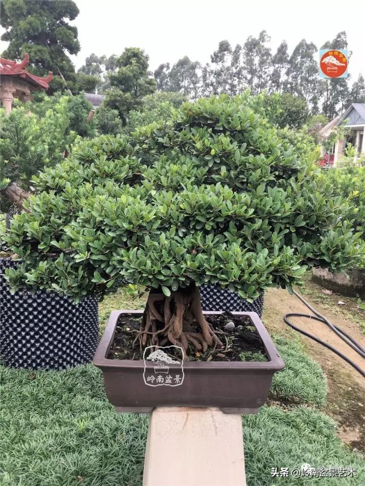 中华蚊母盆景造型,中华蚊母盆景价格