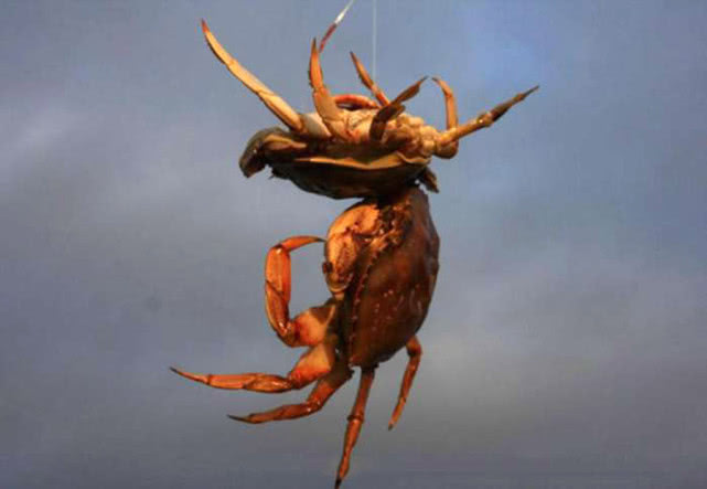 钓螃蟹技巧视频教程,钓螃蟹的绝招视频教程