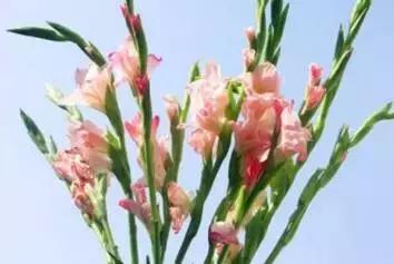 五种最具欣赏价值的兰花,欣赏史上最全的兰花