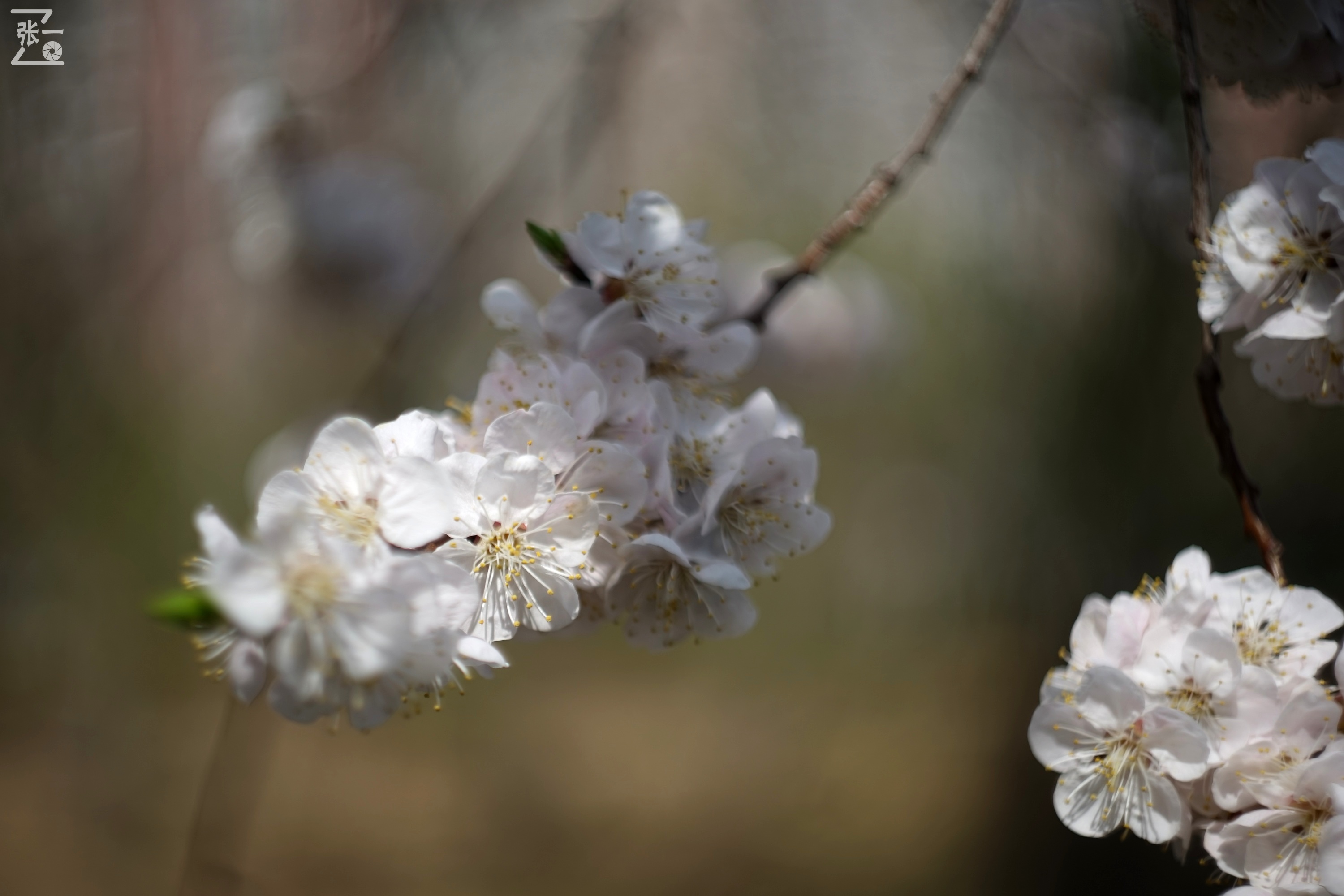 miranda鍗曞弽,miranda鐩告満