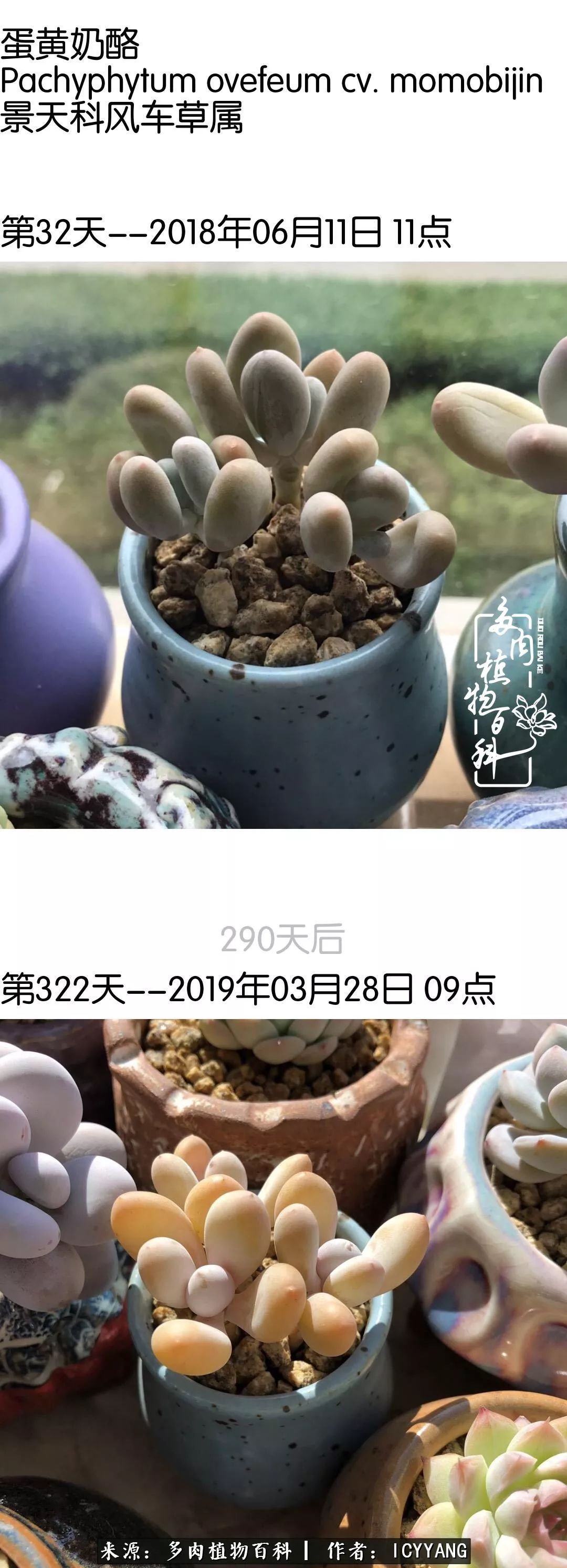 多肉隔着玻璃晒太阳效果好吗,隔着玻璃养的多肉照样长得好