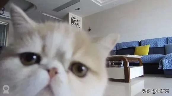 给猫咪装的摄像头是什么样子的,猫咪摄像头有哪些
