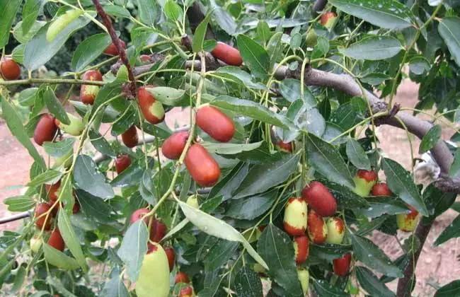 几种吉祥富贵的植物,最适合家里养的十大开花植物