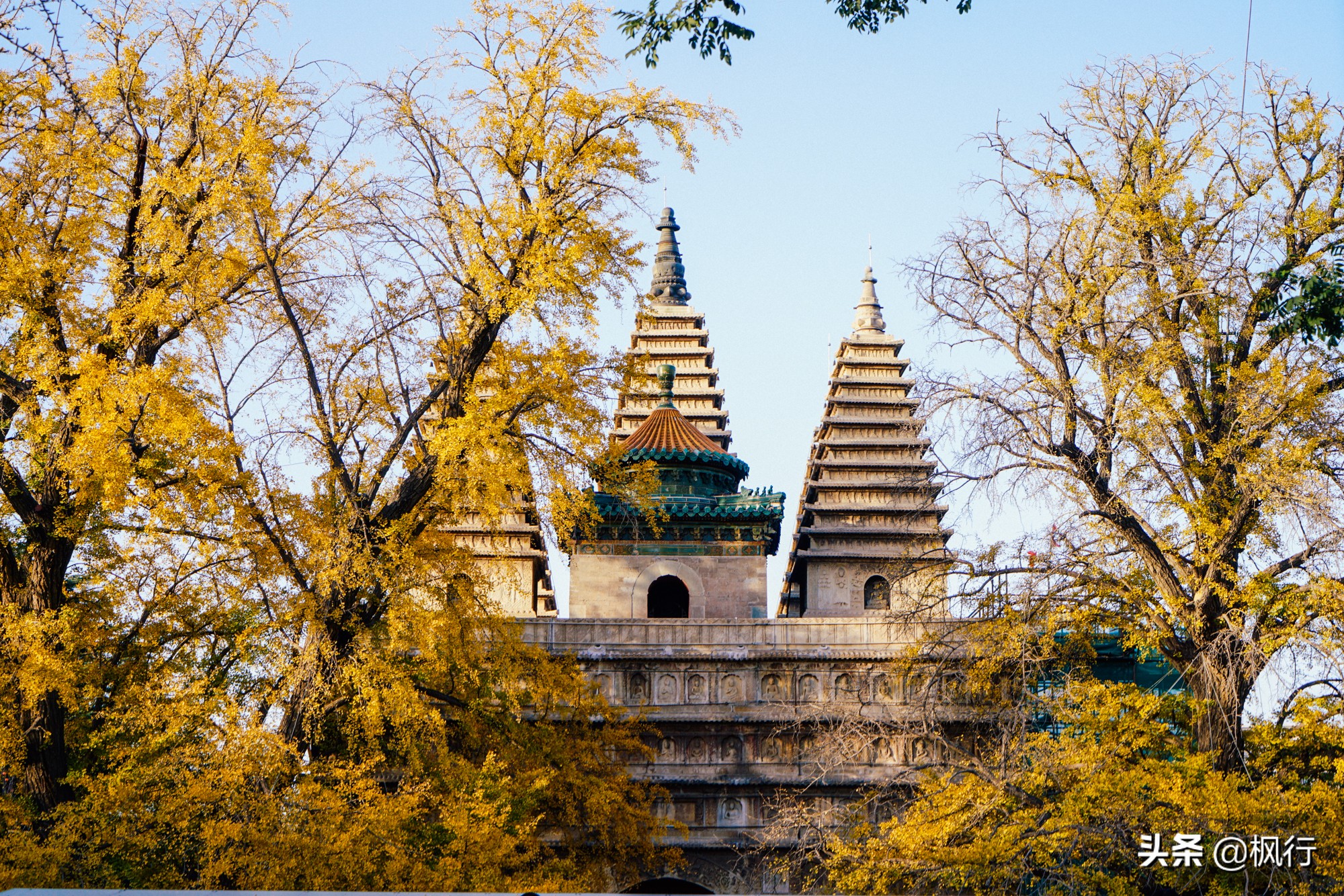 北京18个看银杏的好地方在哪,北京八大处看银杏攻略