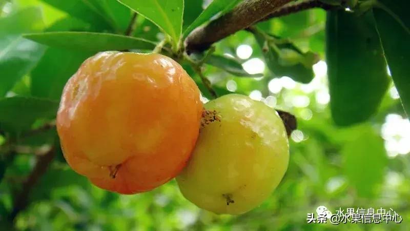 针叶樱桃不是樱桃,针叶樱桃与山樱桃一样吗