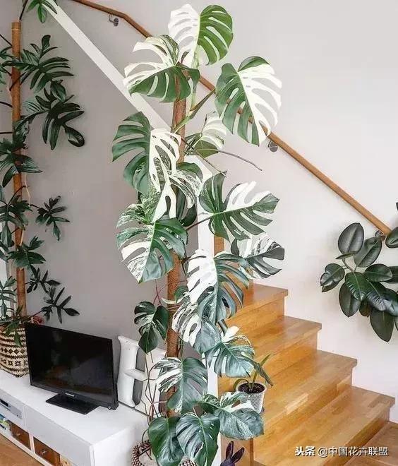 打翻了调色盘的花,打翻了调色盘的美景