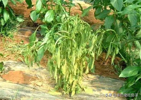 辣椒根腐烂防治方法,辣椒得了根腐病应怎么治疗