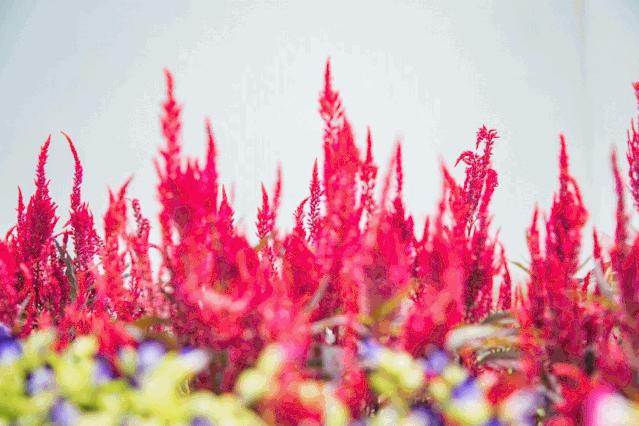 湖泊风景区推荐,深圳十大免费主题公园