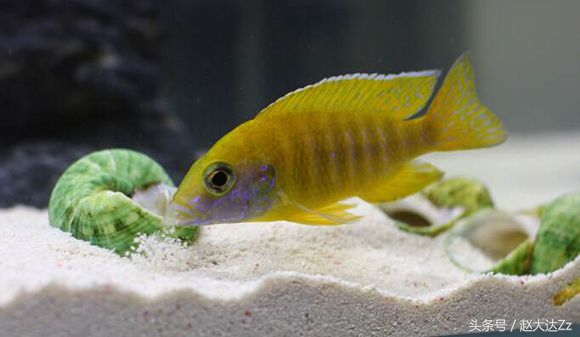 三湖慈鲷金松鼠和皇帝区别,三湖金松鼠