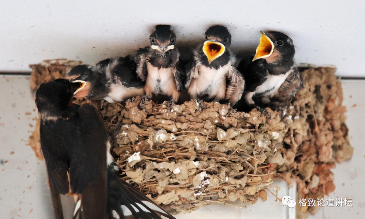 捡到受伤的鸟是好事吗,捡到受伤的鸟联系哪个部门救助